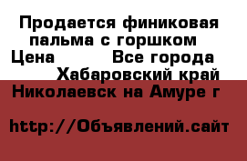 Продается финиковая пальма с горшком › Цена ­ 600 - Все города  »    . Хабаровский край,Николаевск-на-Амуре г.